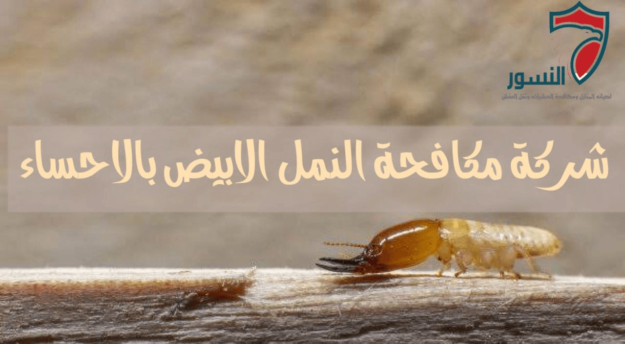 شركة مكافحة النمل الابيض بالاحساء